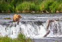 161 Katmai NP, bruine beer